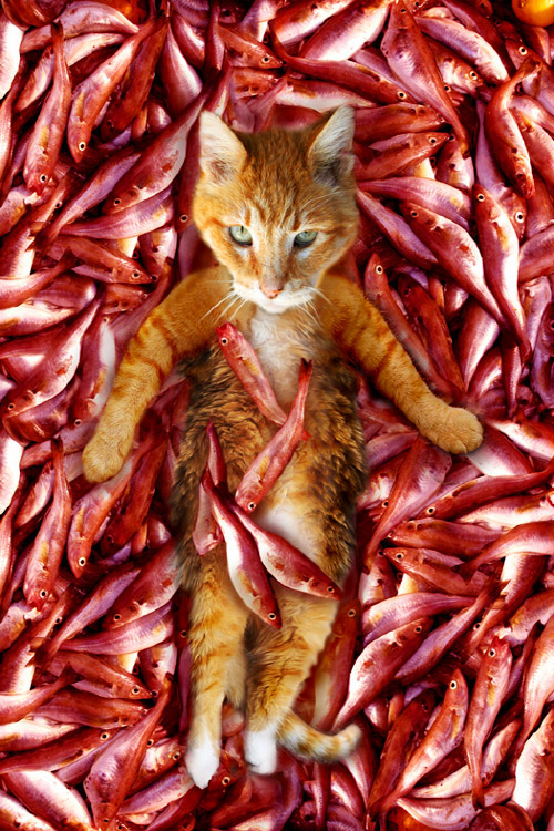 Photoshop Design by bananasfritters for DesignCrowd (Community Contests) | Design #9037470