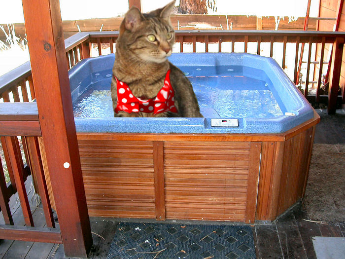 Photoshop Design by alwaysbeencreative for DesignCrowd (Community Contests) | Design #9037494