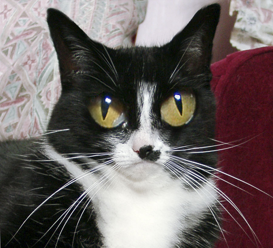 Photoshop Design by johndiablo for DesignCrowd (Community Contests) | Design #9037575