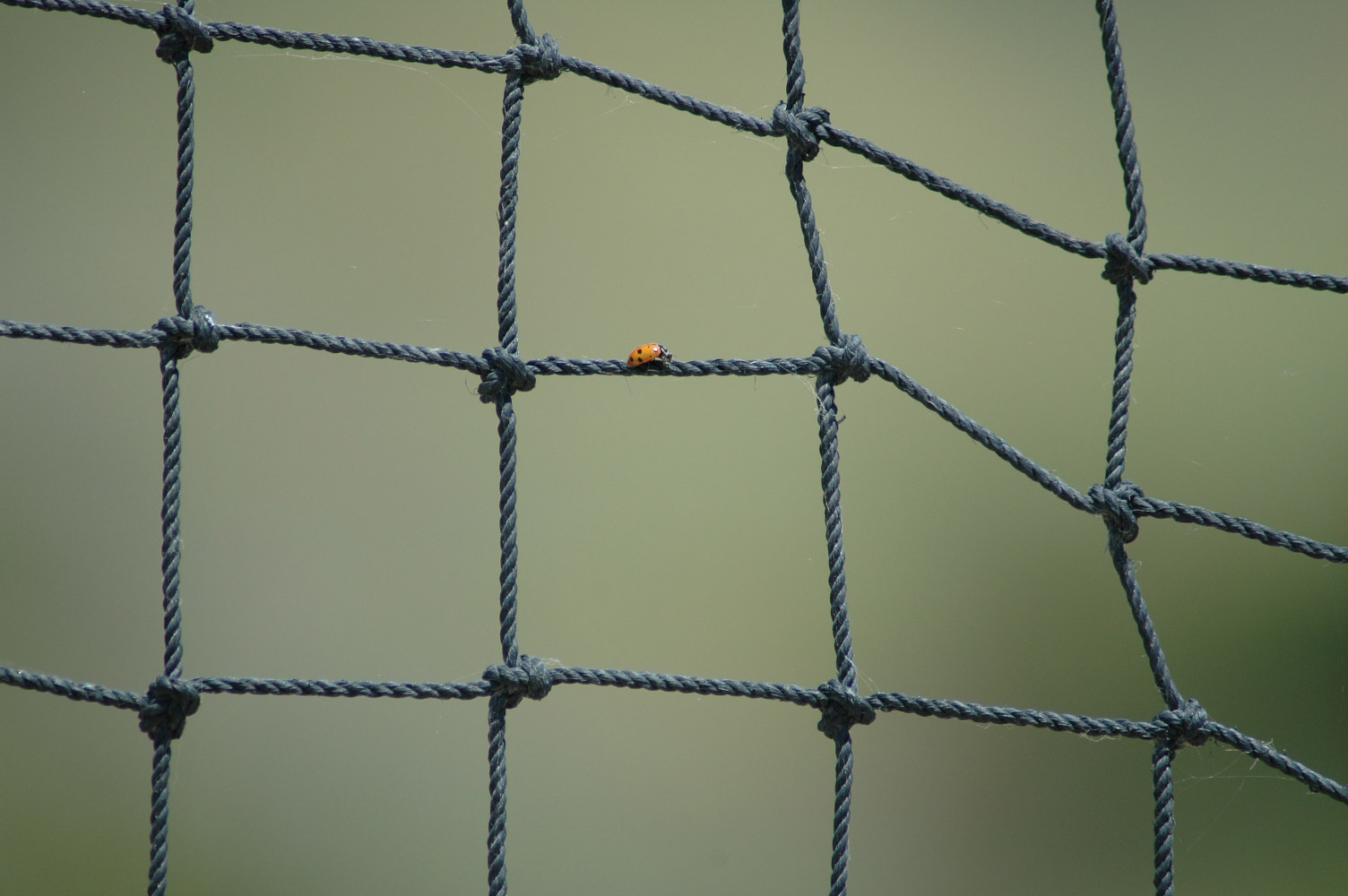 Photography by Larvice for DesignCrowd (Community Contests) | Design #9037223