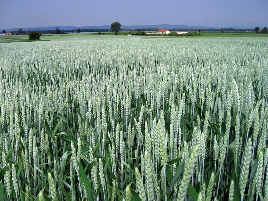 Photographie par elchkuh pour DesignCrowd (Community Contests) | Design #9037405