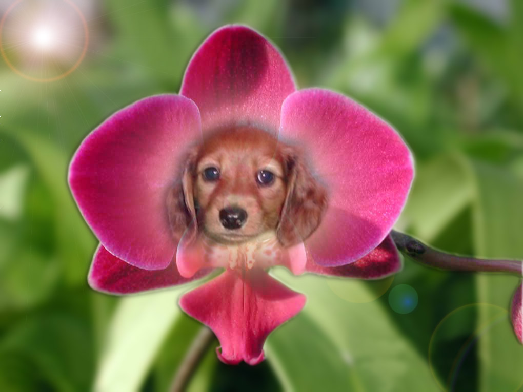 Photoshop Design by zeroecuador for DesignCrowd (Community Contests) | Design #9038440