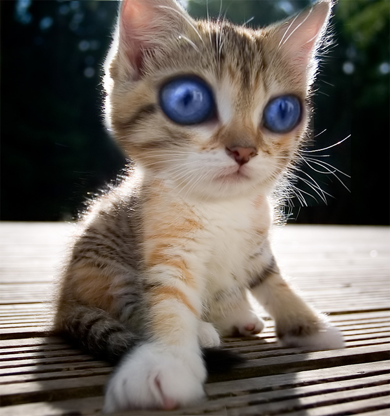 Diseño de Photoshop por mattbyng para DesignCrowd (Community Contests) | Diseño #9038444