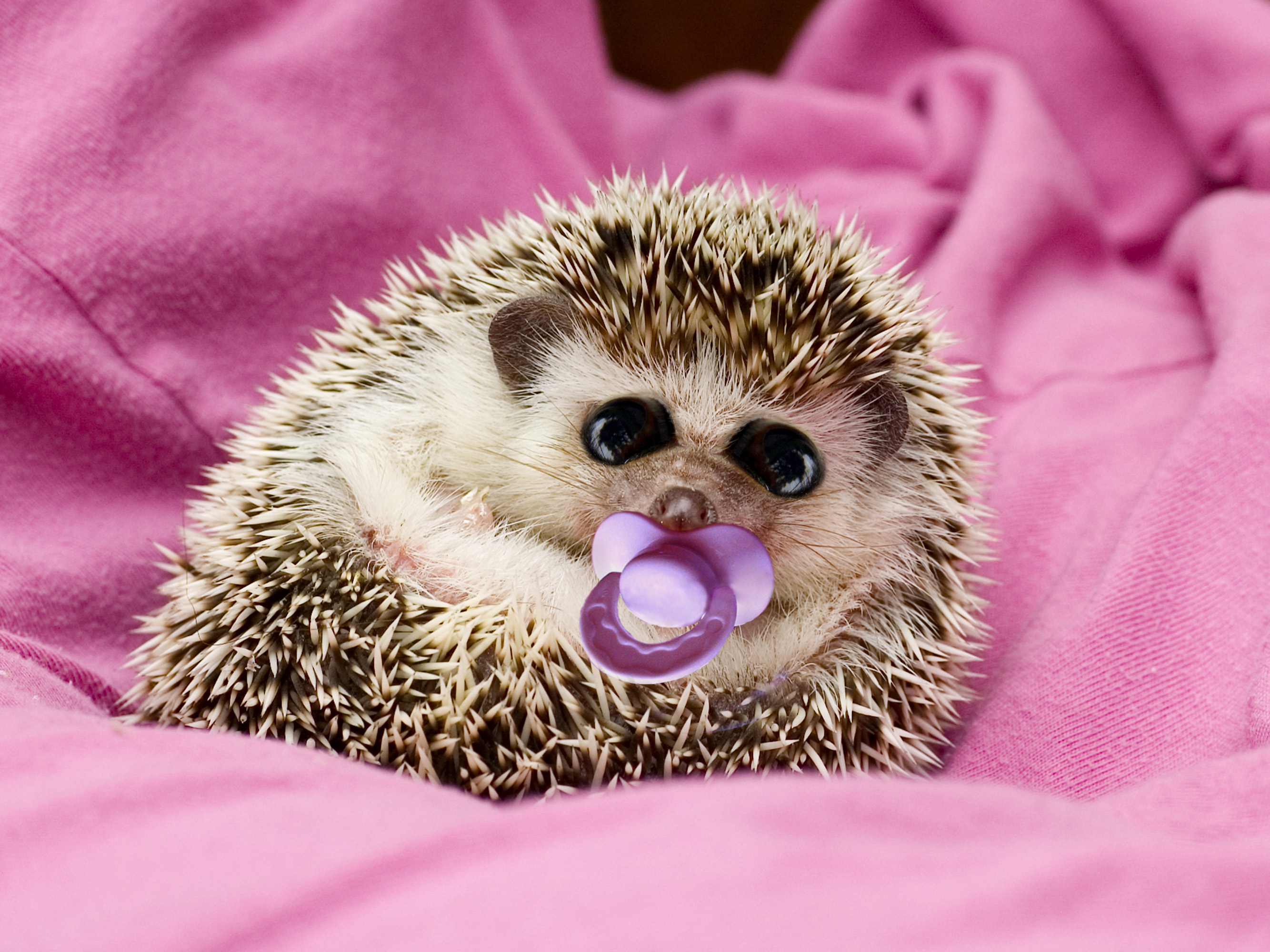 Photoshop Design by maxthelynx for DesignCrowd (Community Contests) | Design #9038456