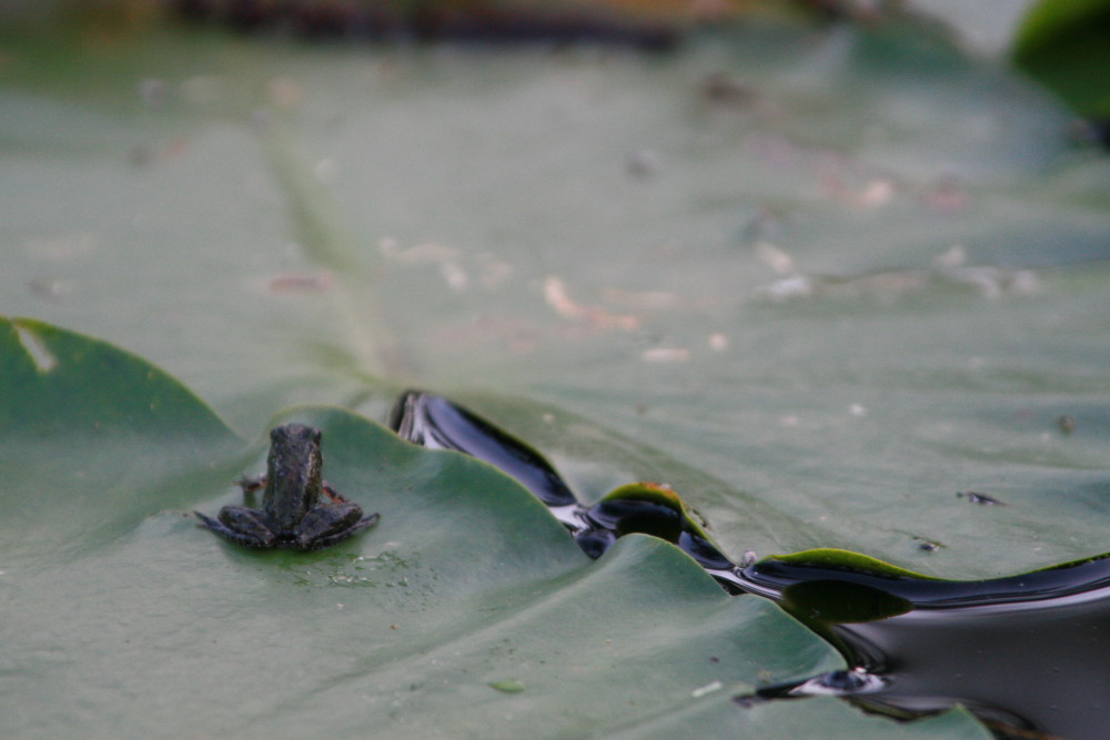 Photography by dgocken for DesignCrowd (Community Contests) | Design #9037430