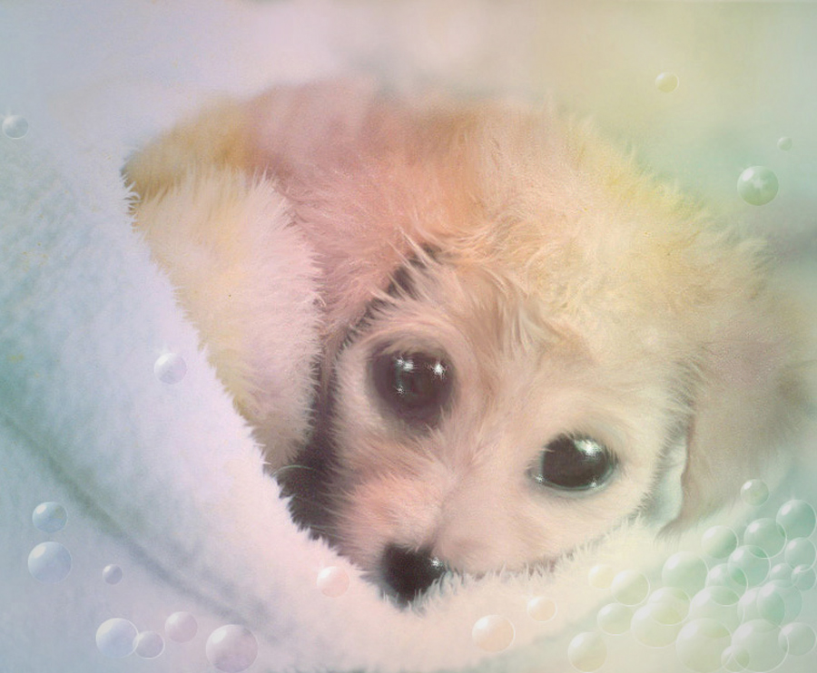 Photoshop Design by lindon for DesignCrowd (Community Contests) | Design #9038553