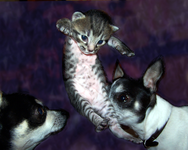 Photoshop Design by jamesgslade for DesignCrowd (Community Contests) | Design #9038588