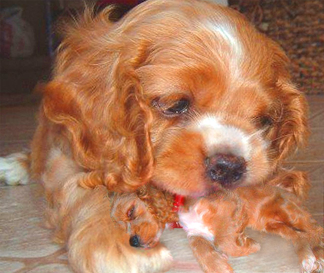 Photoshop-Design von stylin für DesignCrowd (Community Contests) | Design #9038514