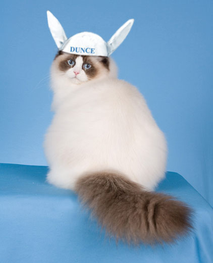 Diseño de Photoshop por clara1156 para DesignCrowd (Community Contests) | Diseño #9038671