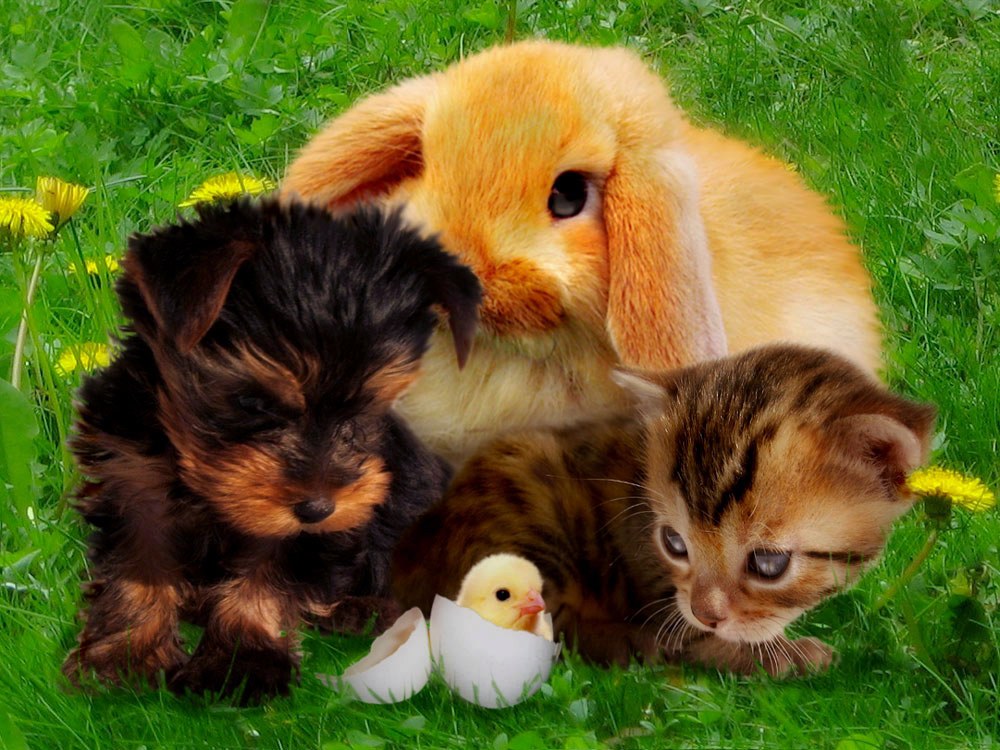 Photoshop Design by bananasfritters for DesignCrowd (Community Contests) | Design #9038691