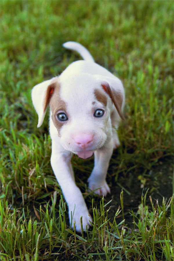 Photoshop Design by babydoll3410 for DesignCrowd (Community Contests) | Design #9038653