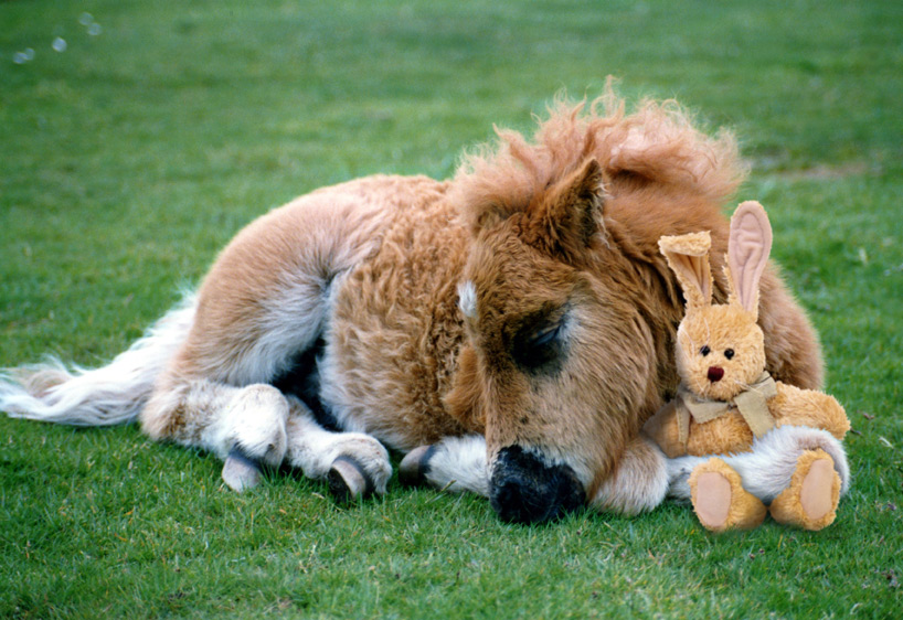 Photoshop Design by Sassydeb for DesignCrowd (Community Contests) | Design #9038721