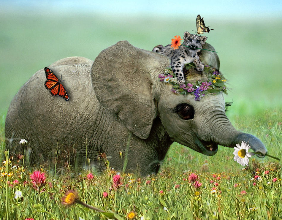 Photoshop Design by Pixelicious for DesignCrowd (Community Contests) | Design #9038620