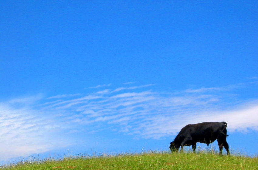 Photography by lilgreenbutton for DesignCrowd (Community Contests) | Design #9037439