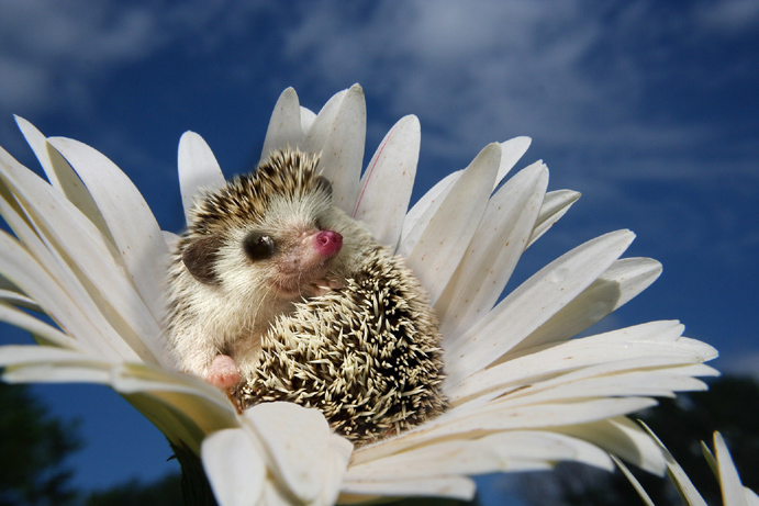 Photoshop Design by bingobaby for DesignCrowd (Community Contests) | Design #9038616