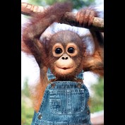 Photoshop Design by DebCam