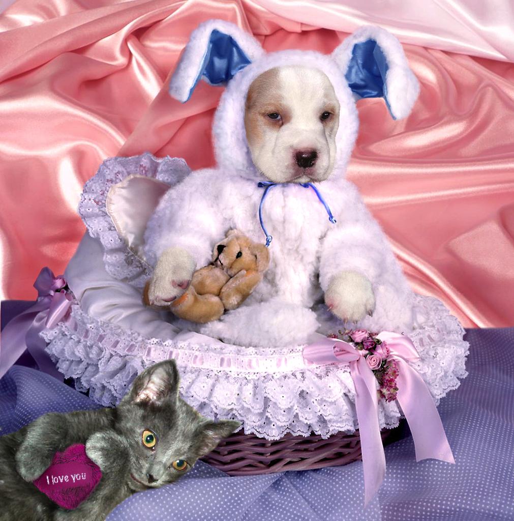 Photoshop Design by sugarcane for DesignCrowd (Community Contests) | Design #9038637