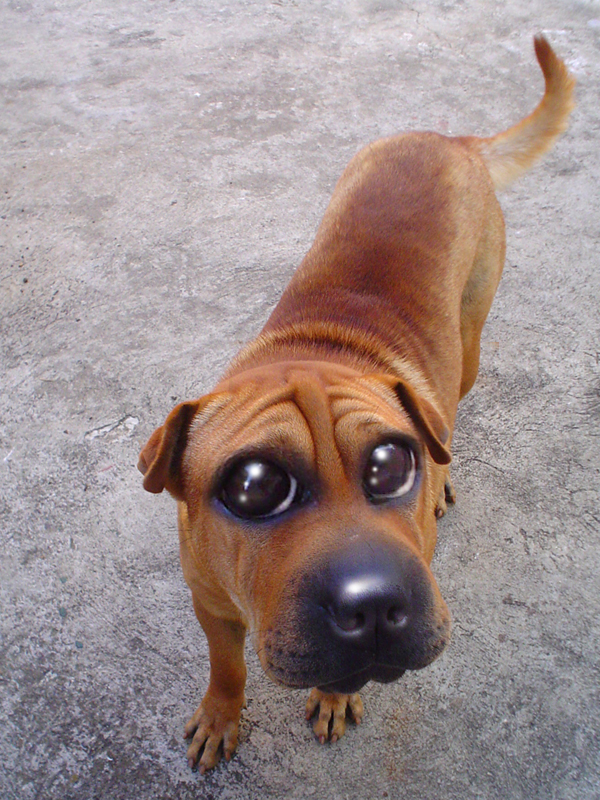 Photoshop Design by deadgirlsdont for DesignCrowd (Community Contests) | Design #9038778