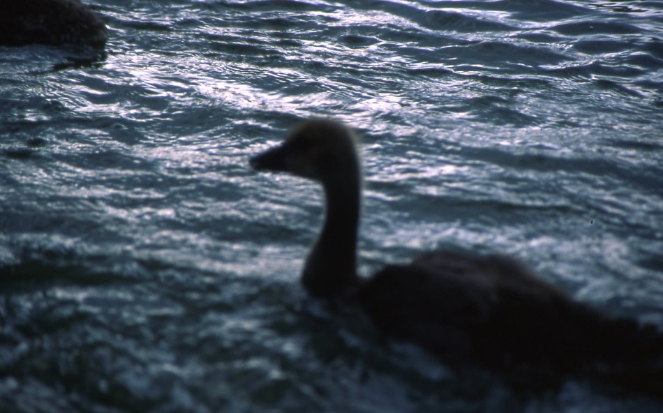 Photography by dragonwolf125 for DesignCrowd (Community Contests) | Design #9036244