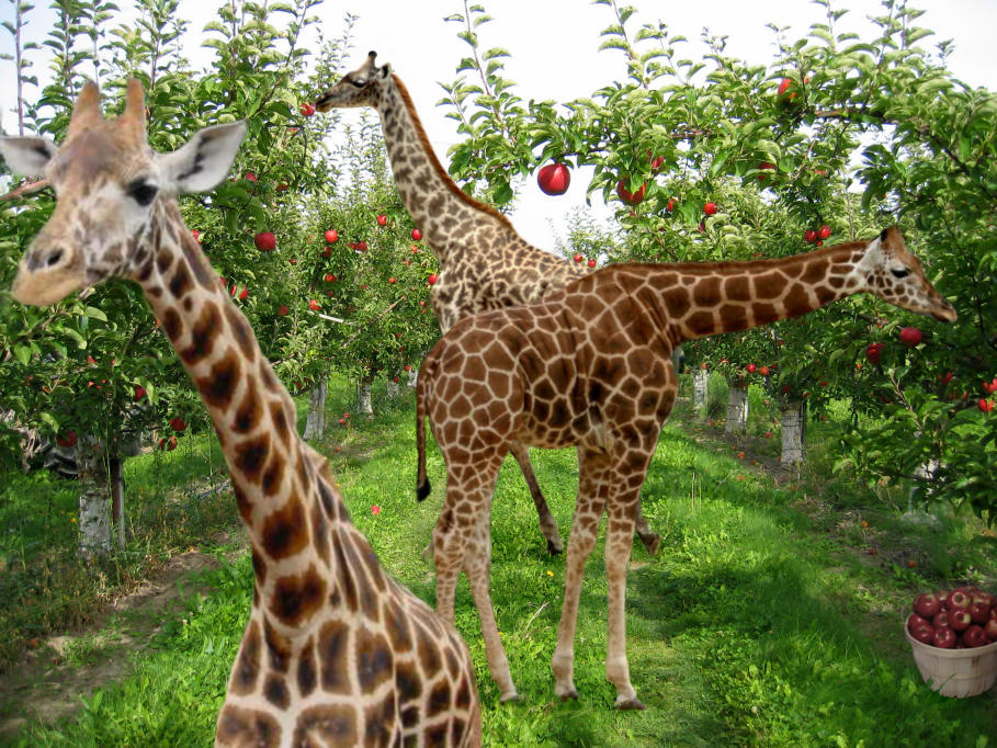 Photoshop-Design von Hobbit90 für DesignCrowd (Community Contests) | Design #9039425