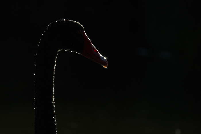 Fotografía por kimbomac para DesignCrowd (Community Contests) | Diseño #9037498