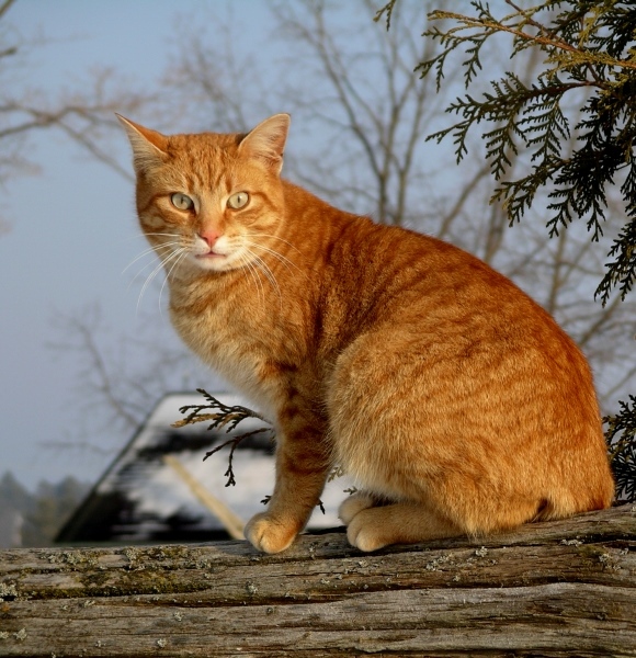 Photographie par Ajudith pour DesignCrowd (Community Contests) | Design #9036272