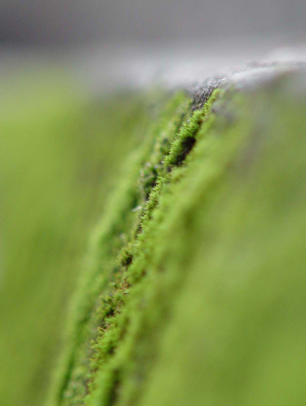 Photography by ljvgtj for DesignCrowd (Community Contests) | Design #9036336