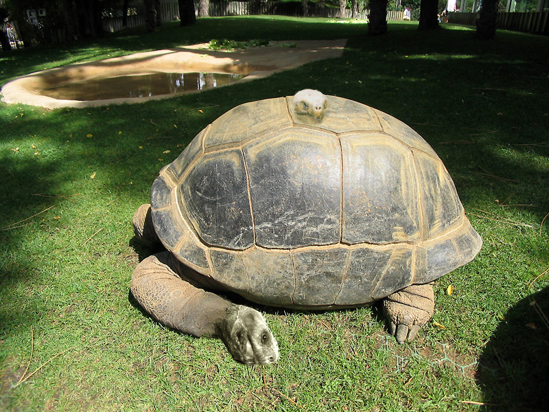 Design Photoshop par julsoum pour DesignCrowd (Community Contests) | Design #9036578