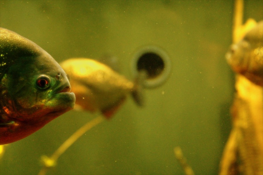 Photography by Jomatotu for DesignCrowd (Community Contests) | Design #9036418