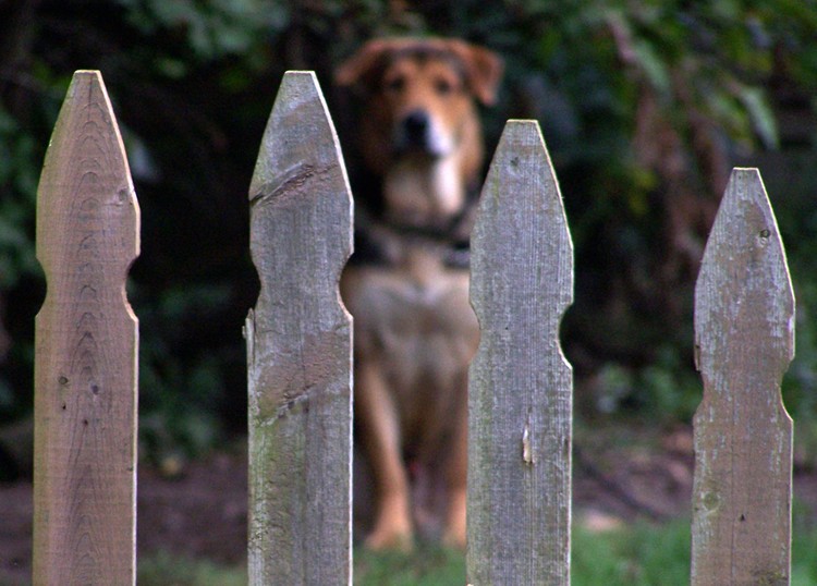 Photography by wildnature for DesignCrowd (Community Contests) | Design #9036452