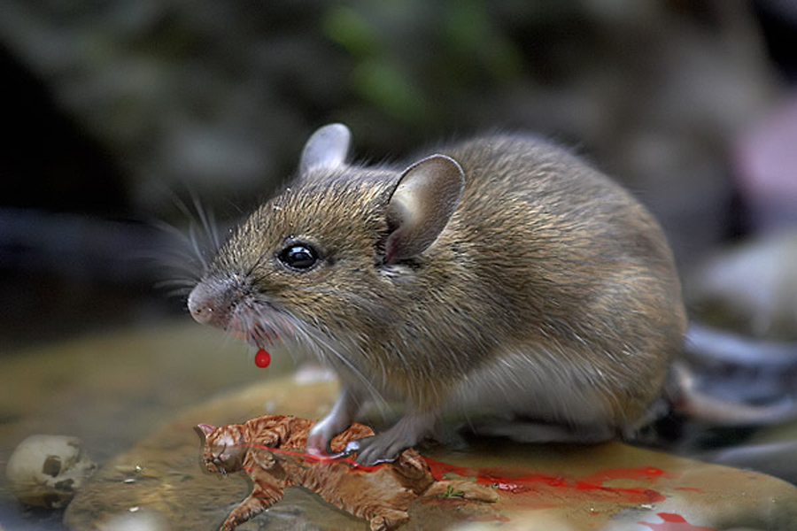 Design Photoshop par CRAZYLEGGSROGERS pour DesignCrowd (Community Contests) | Design #9037018