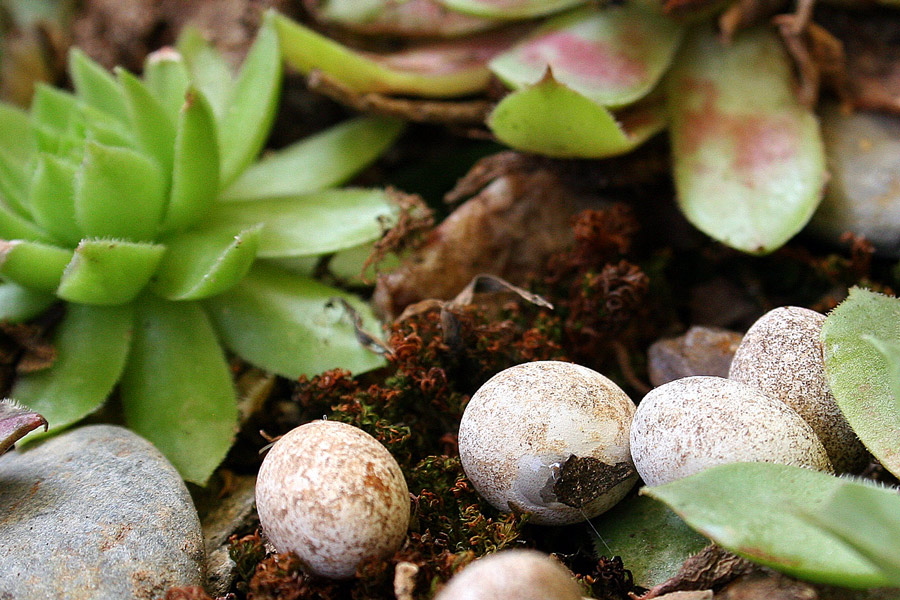 Photography by starrwalker for DesignCrowd (Community Contests) | Design #9031980