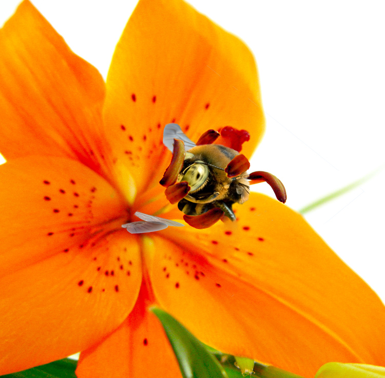 Photoshop Design by nuskin for DesignCrowd (Community Contests) | Design #9037156