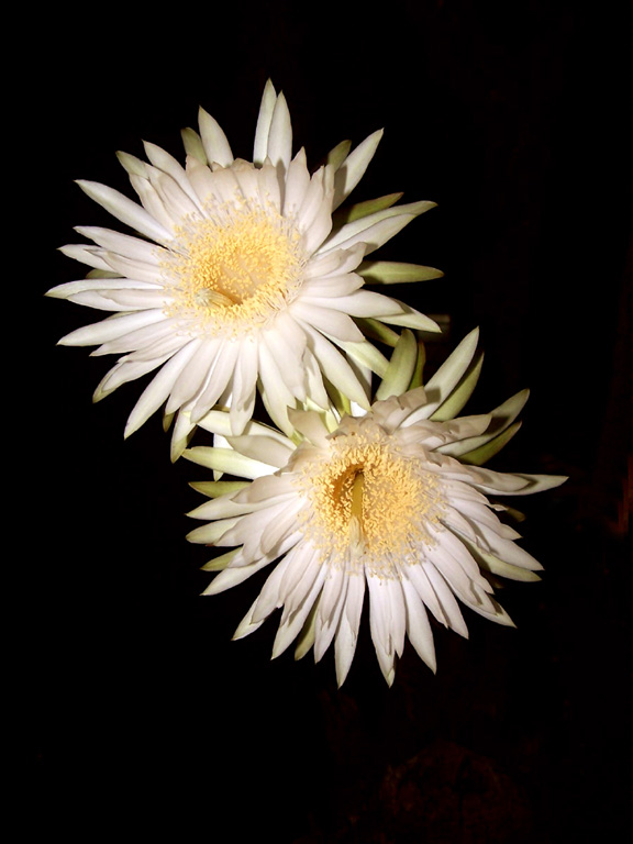 Fotografía por vgmn1956 para DesignCrowd (Community Contests) | Diseño #9035462