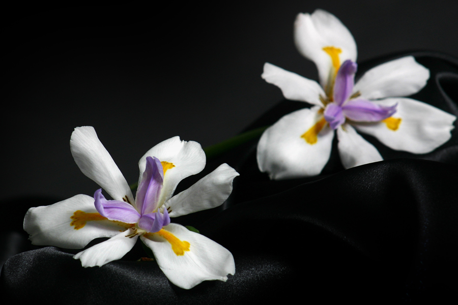 Fotografía por Tori2004 para DesignCrowd (Community Contests) | Diseño #9035503