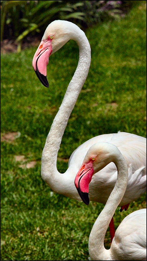 Fotografie von Juicer für DesignCrowd (Community Contests) | Design #9035495