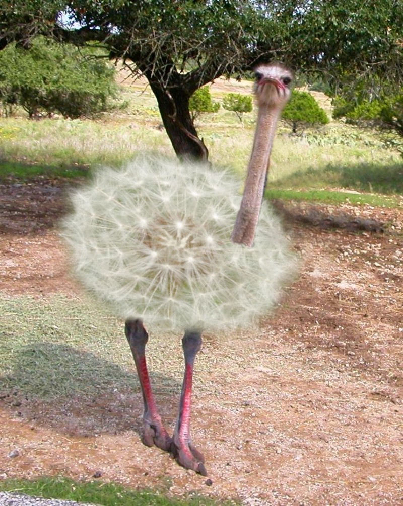 Design Photoshop par Fishwife pour DesignCrowd (Community Contests) | Design #9033243