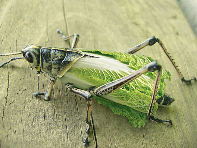 Photoshop Design by nilo111175 for DesignCrowd (Community Contests) | Design #9033268