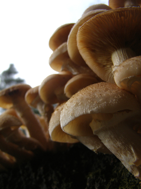 Fotografía por Tool47 para DesignCrowd (Community Contests) | Diseño #9033789