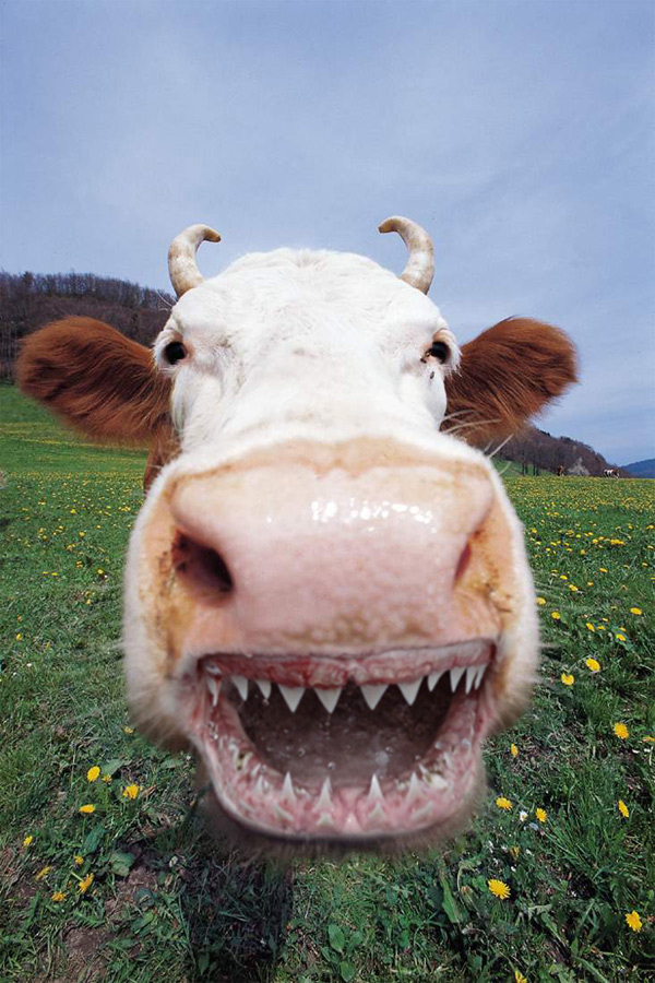 Design Photoshop par Ratfield pour DesignCrowd (Community Contests) | Design #9035908