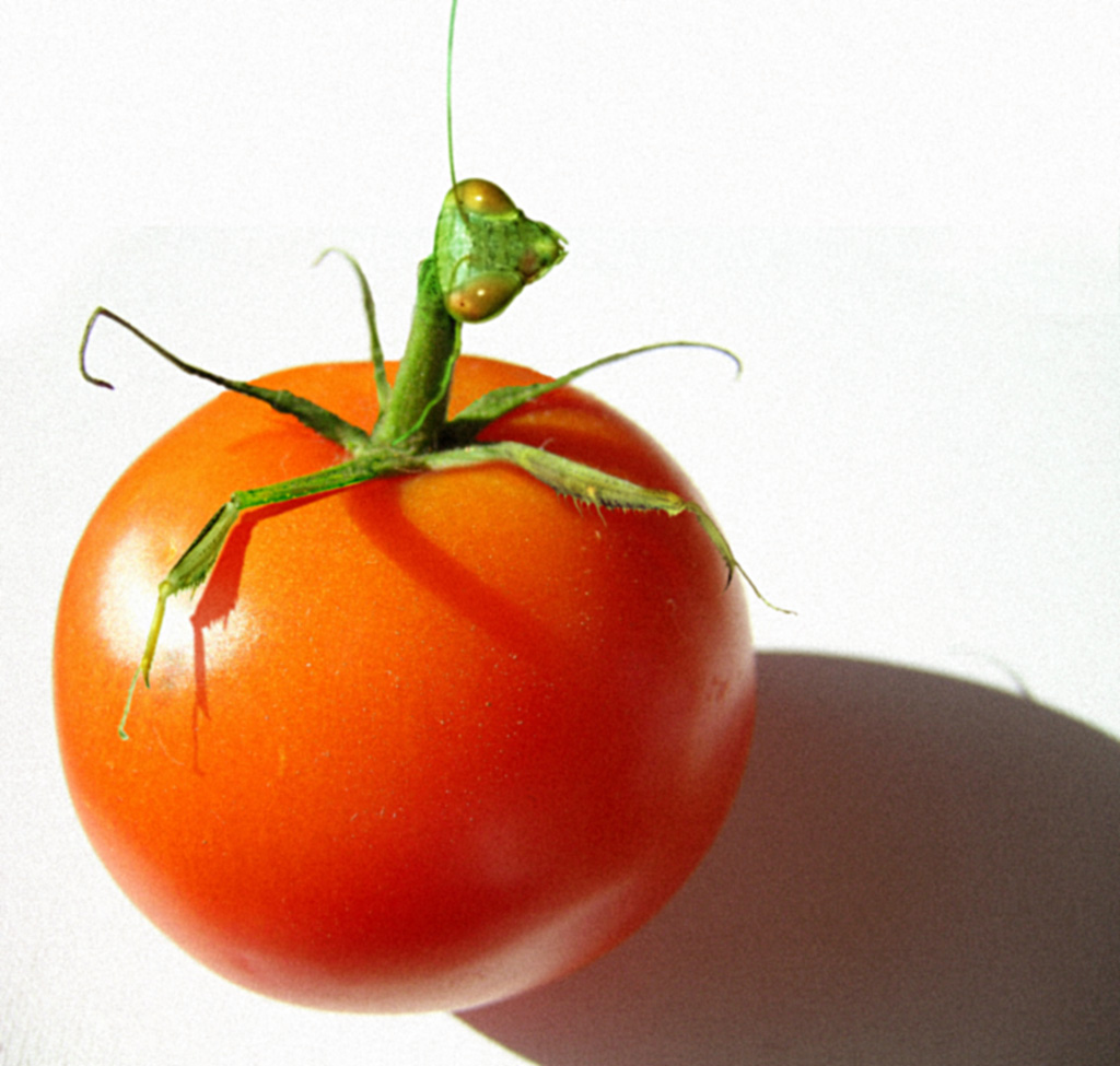 Design Photoshop par Blacklizard pour DesignCrowd (Community Contests) | Design #9033340