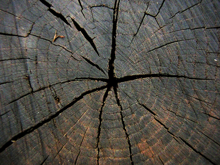 Photography by scarpino36109 for DesignCrowd (Community Contests) | Design #9033822