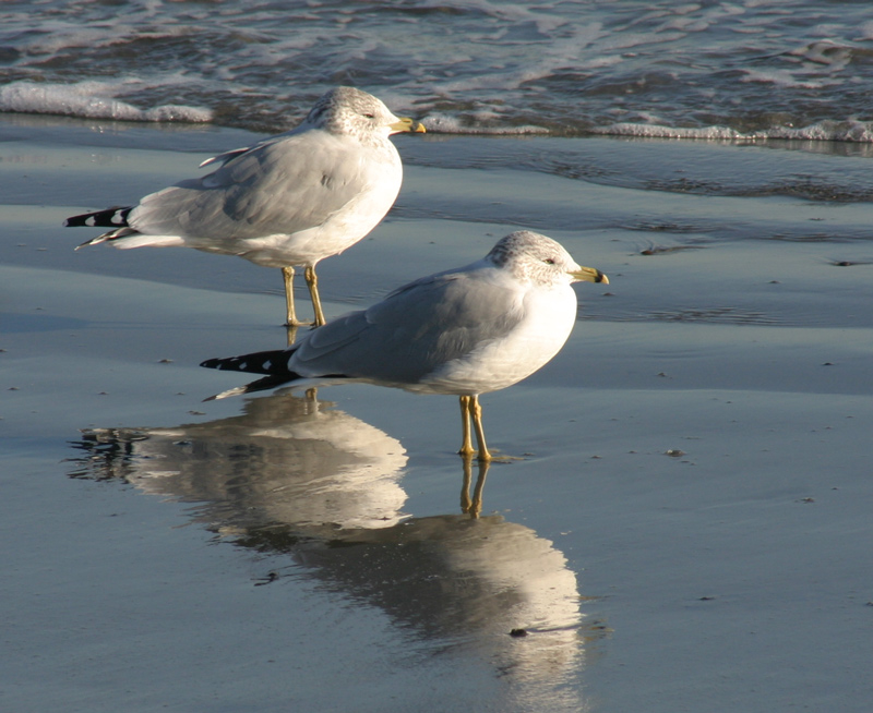 Photographie par rdchdwck pour DesignCrowd (Community Contests) | Design #9035544