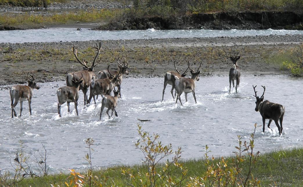 Photography by tweetybirdfan222 for DesignCrowd (Community Contests) | Design #9032114