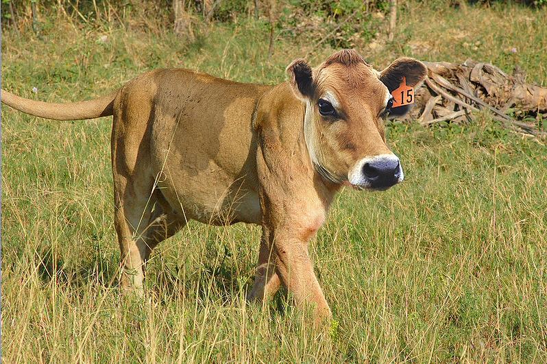 Photoshop-Design von ChrisRu für DesignCrowd (Community Contests) | Design #9035943