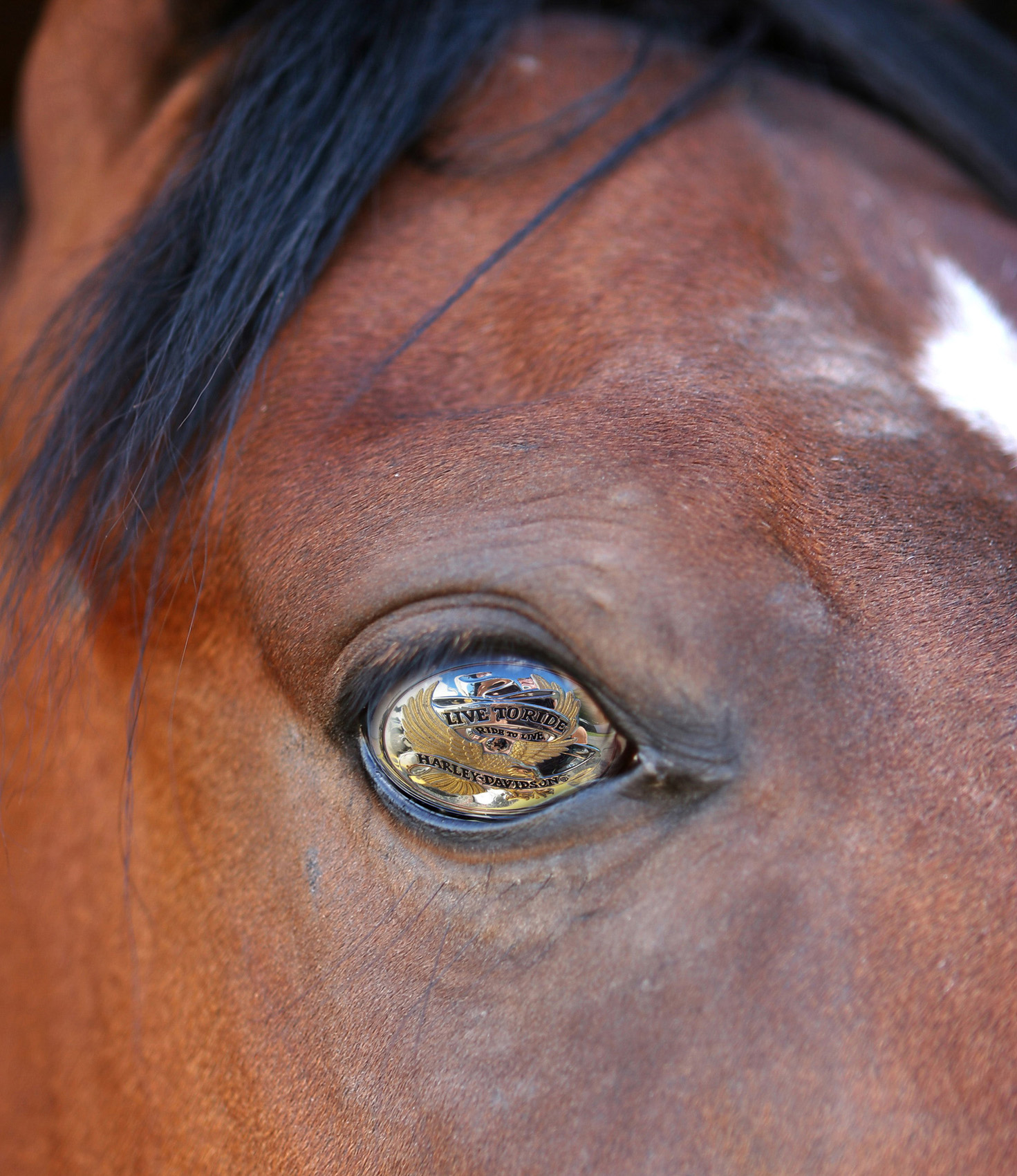 Photoshop Design by maxthelynx for DesignCrowd (Community Contests) | Design #9040213