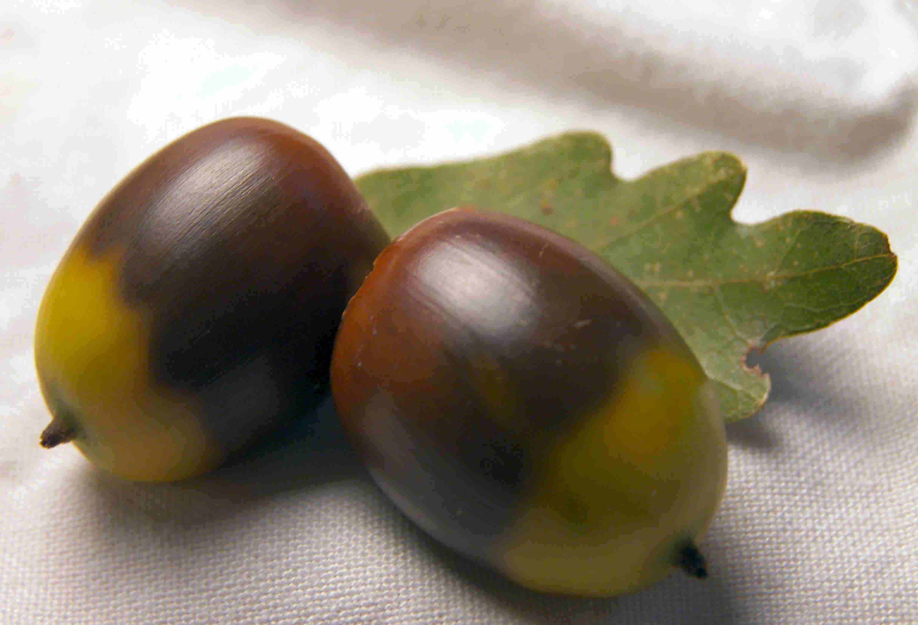 Photography by slimjewel1 for DesignCrowd (Community Contests) | Design #9035574