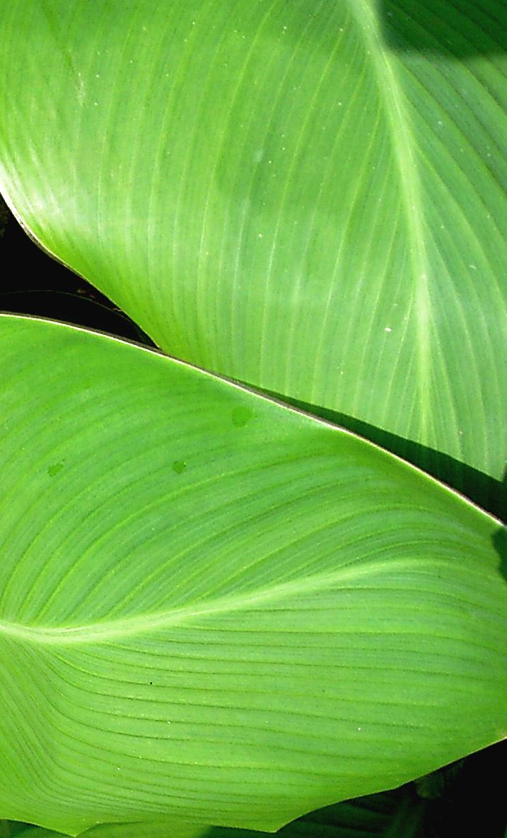 Fotografía por poisonyvy para DesignCrowd (Community Contests) | Diseño #9033845