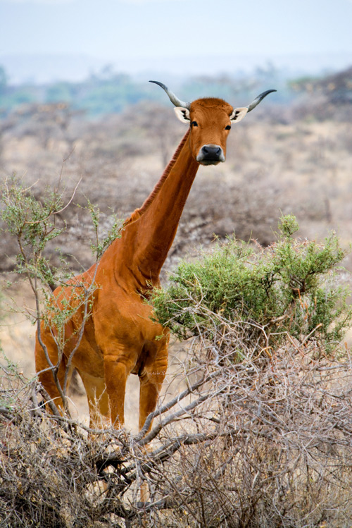 Photoshop Design by Calaveras for DesignCrowd (Community Contests) | Design #9036187