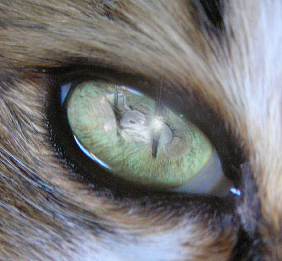 Photoshop Design by luimenta for DesignCrowd (Community Contests) | Design #9040217